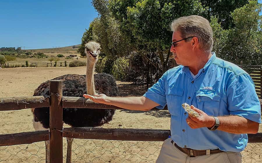 CAPE TOWN: OSTRICH RANCH QUAD BIKE RIDE & OSTRICH TOUR - My verdict on the ostrich ranch combination