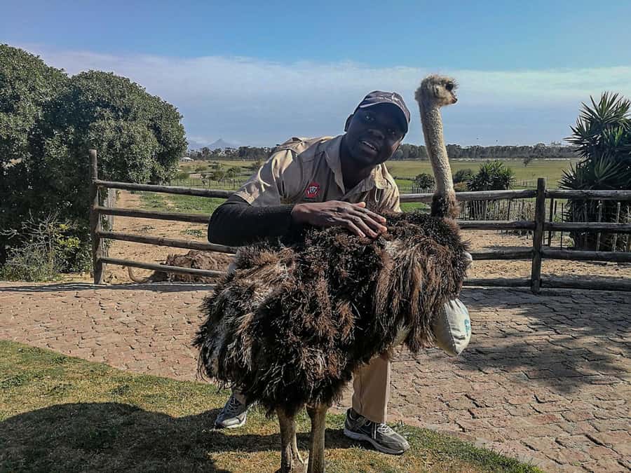 CAPE TOWN: OSTRICH RANCH QUAD BIKE RIDE & OSTRICH TOUR - The views add more than scenery
