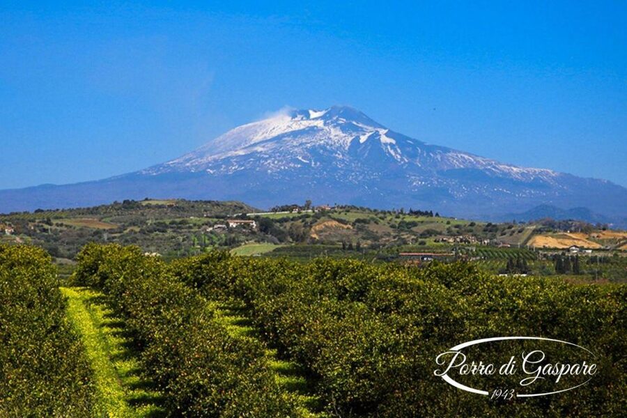 Catania: Pozzo di Gaspare Farm Guided Tour with Tastings - Blood oranges, olive flowers, and almond blossoms