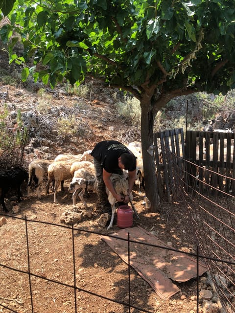 Chania Area: Cooking Class at a Farm in Stylos Village - Arriving at the farm in Stylos