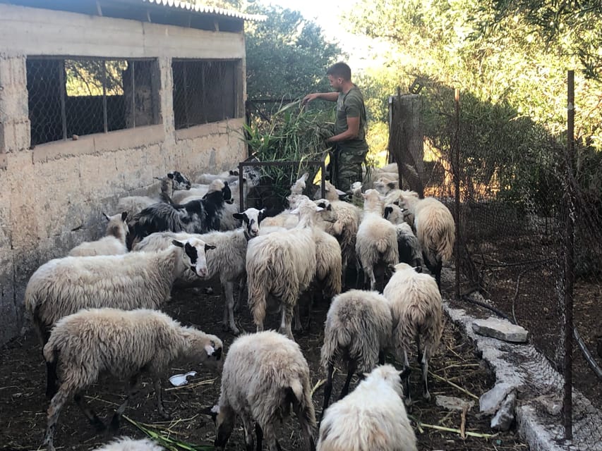 Chania Area: Cooking Class at a Farm in Stylos Village - Booking advice, price, and cancellation