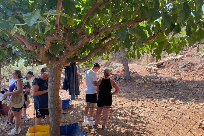 Chania Area: Cooking Class at a Farm in Stylos Village (organic) - Lunch with wine, raki, music, and stories