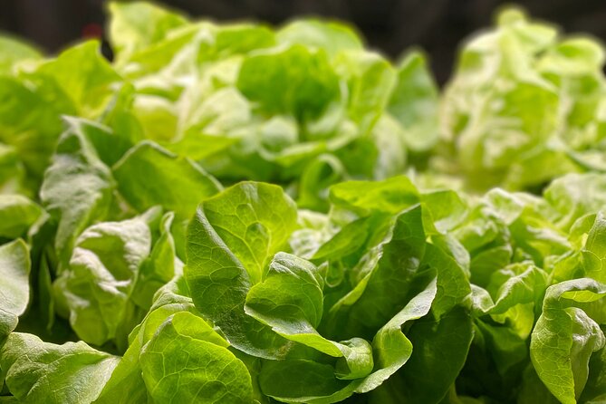 Charleston Farm-to-Table Food Tour and Chef's Challenge - Guides who shape the experience