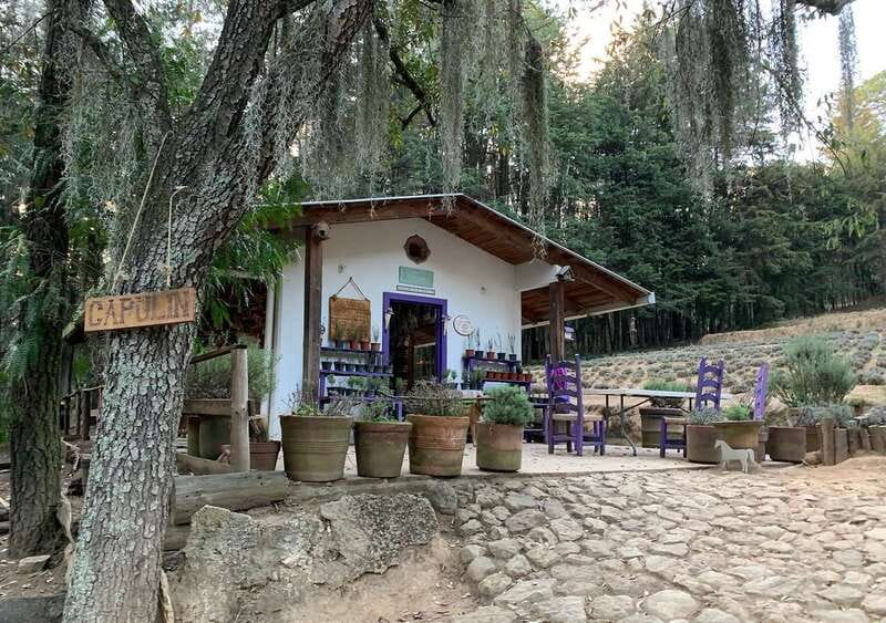 Chautla's Castle, Lavender Farm, and Valquirico Private Tour - A slow walk through Val’Quirico