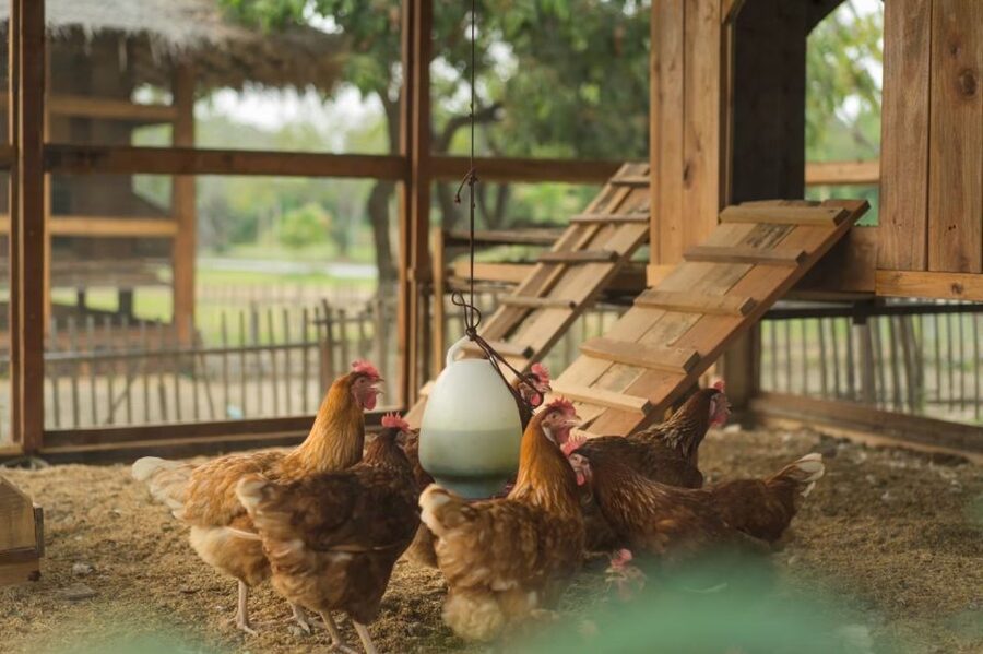 Chiang Mai: Authentic Cooking Class with Market & Farm Visit - Is $34 good value?
