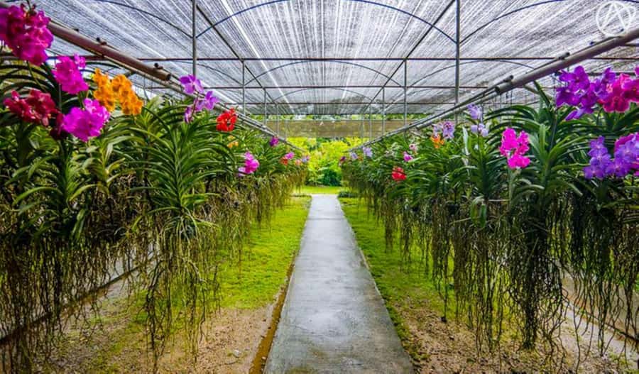 Chiang Mai: Doi Suthep, Orchid Farm and Waterfall with Lunch - Why this combination works in Chiang Mai