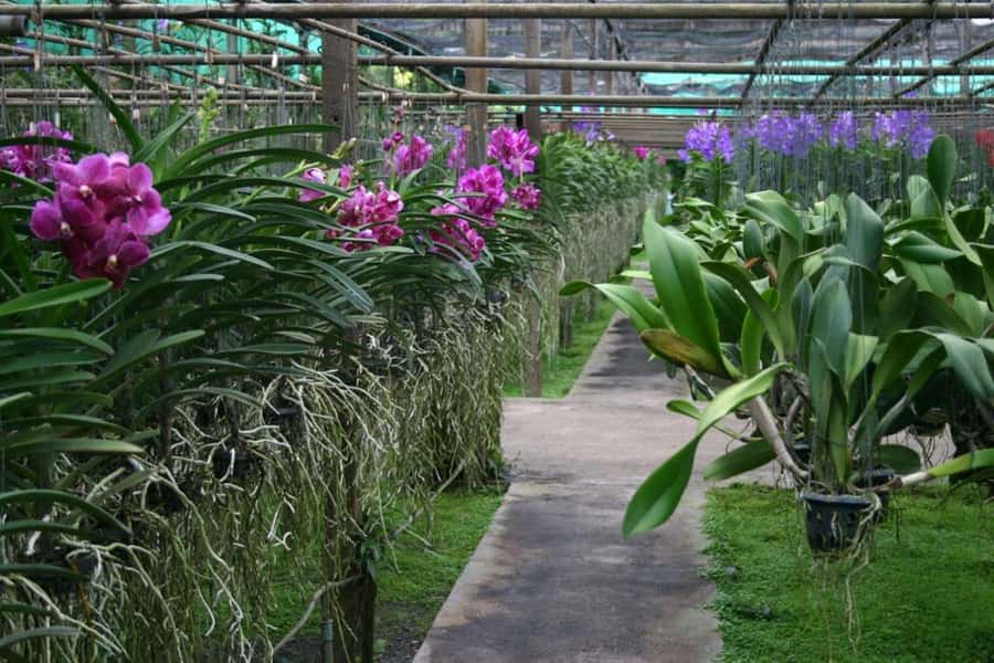 Chiang Mai: Doi Suthep, Orchid Farm and Waterfall with Lunch - Wat Pha Lat, the quieter temple stop