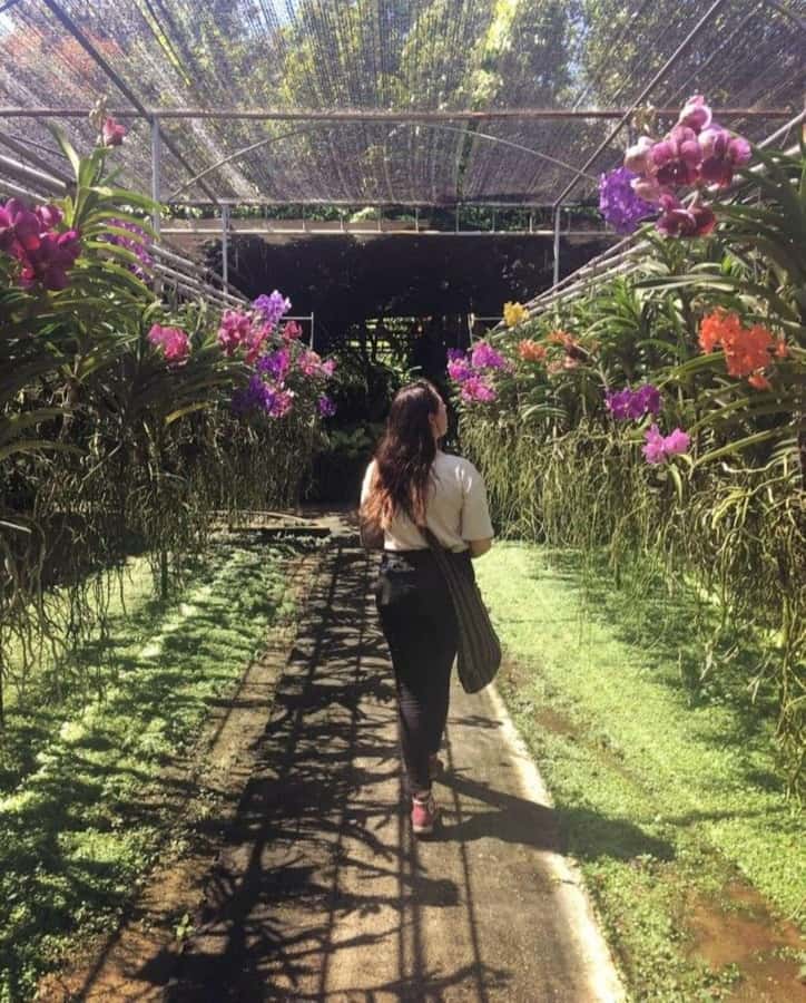 Chiang Mai: Doi Suthep, Orchid Farm and Waterfall with Lunch - Orchids, butterflies, and a slower hour
