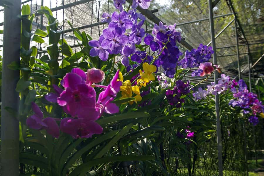 Chiang Mai: Doi Suthep, Orchid Farm and Waterfall with Lunch - Lunch and the practical value of included extras