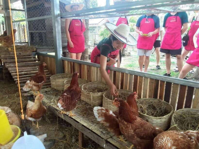 Chiang Mai: Half Day Cooking Class at Organic Farm - Choose between a city garden and an outside farm