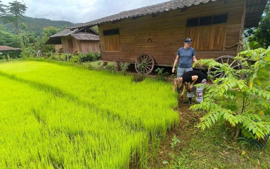 Chiang Mai: Half-Day Rice Farming Experience - Key points before you book