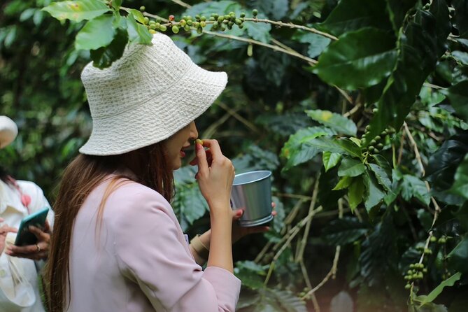 Chiangmai Coffee Farm Tour - Key details before you book