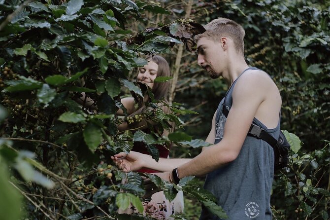Chiangmai Coffee Farm Tour - Leaving Chiang Mai for Doi Saket