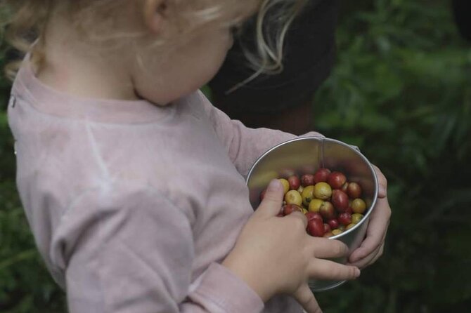 Chiangmai Coffee Farm Tour - Learning what happens after harvest