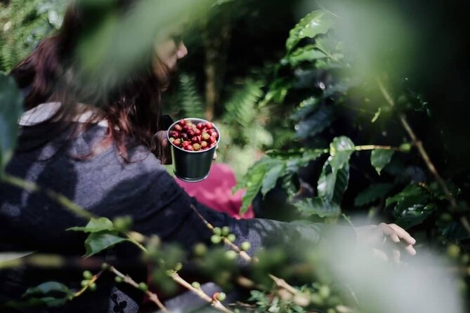 Chiangmai Coffee Farm Tour - What the 5.5-hour schedule feels like