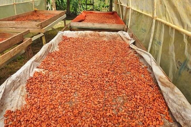 Chocolate and Coffee Tour Farm Don Jorge - Who should book this experience?