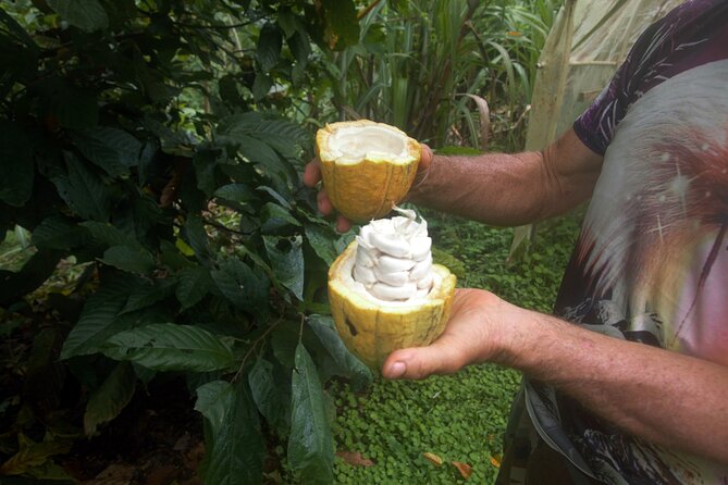Chocolate and Farm Tour with local Tico family - Key points at a glance