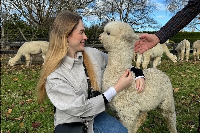 Christchurch Alpaca Farm Tour From Kaiapoi - Feeding, touching, and photographing the alpacas