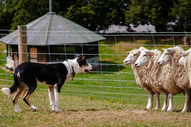 Christchurch Sheep Farm Visit - Key points to know before you book