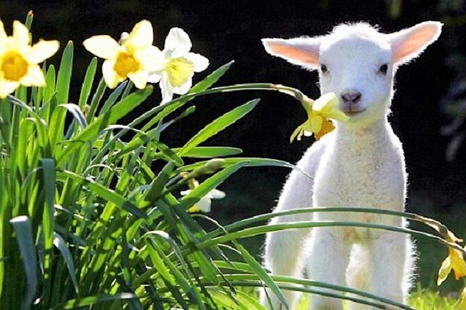 Christchurch Sheep Farm Visit - A gentle introduction to Canterbury farm life