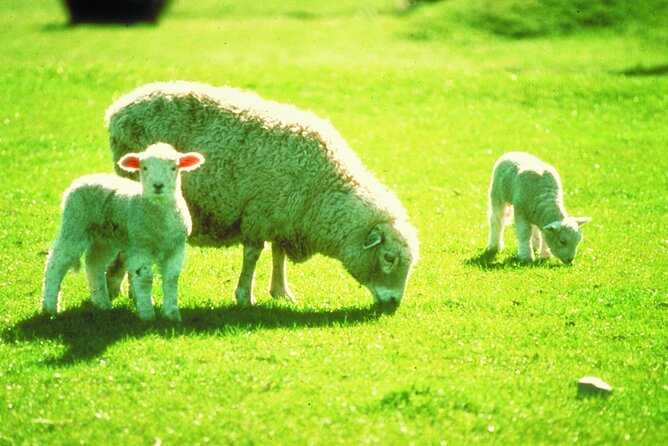 Christchurch Sheep Farm Visit - The shearing demonstration, from fleece to farm work