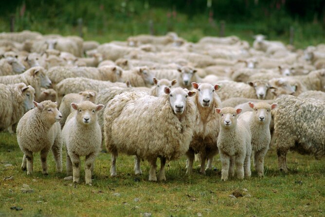 Christchurch Sheep Farm Visit - Tea and New Zealand hospitality at the farm