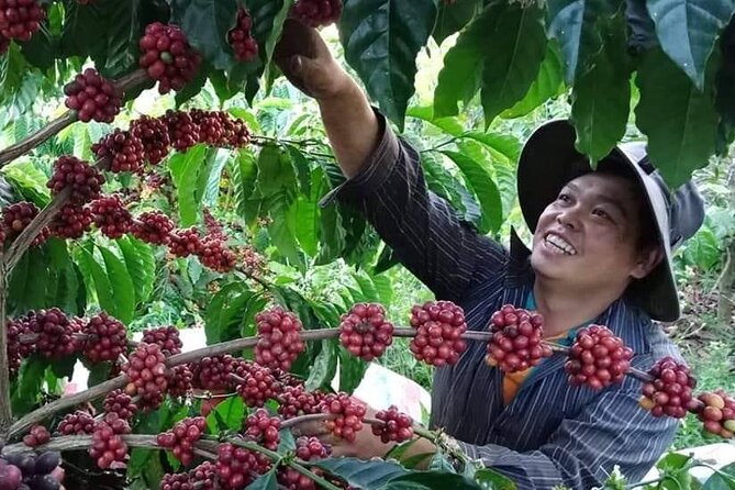 Coffee & Culture Experience _From Farm to Cup by Elon Farm - Key Points About Elon Farm