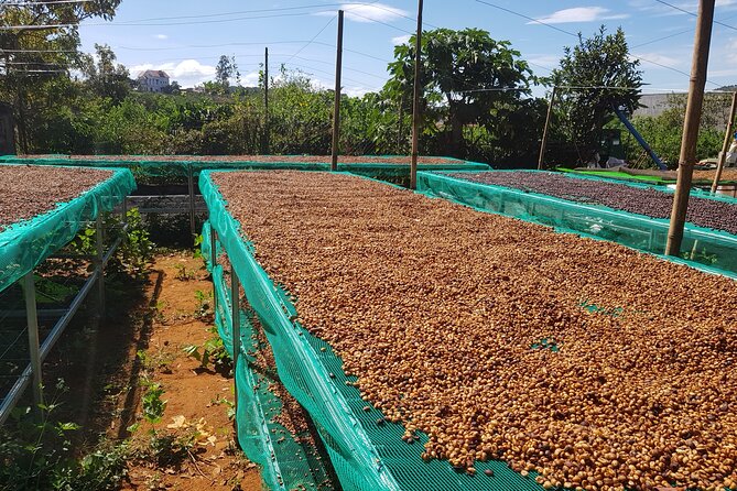 Coffee & Culture Experience _From Farm to Cup by Elon Farm - From Coffee Cherries to Green Beans