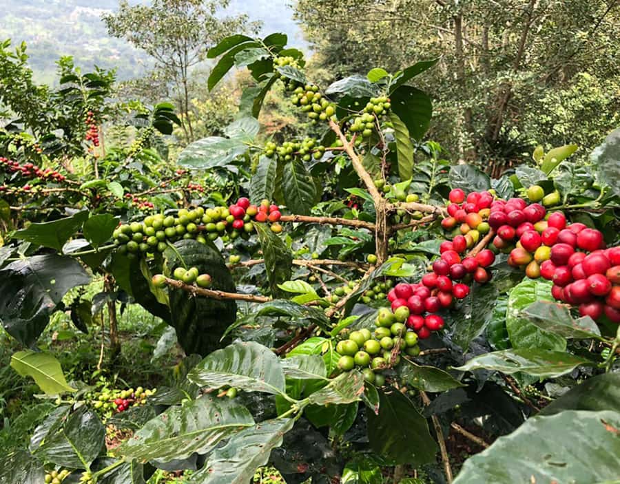 Coffee Farm and Salento Walking Tour - Key points at a glance