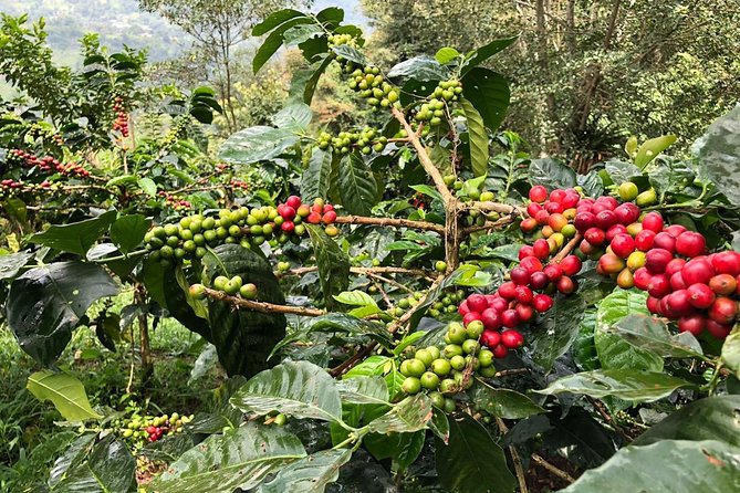 Coffee Farm and Salento Walking Tour - Starting among Salento’s coffee plants