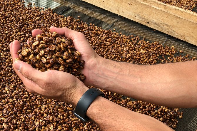 Coffee Farm and Salento Walking Tour - The guides are a major part of the experience