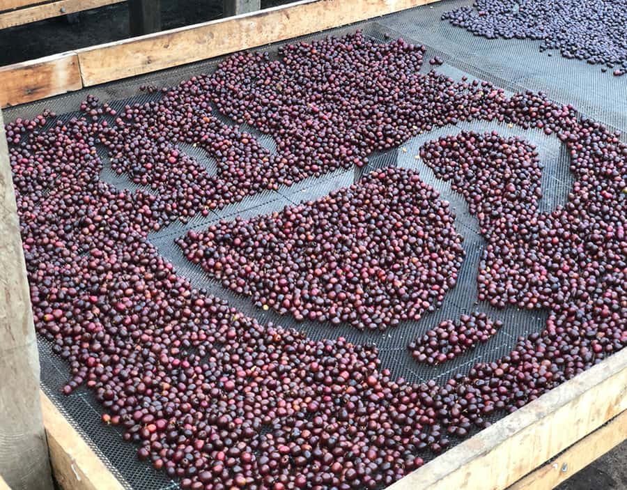 Coffee Farm and Salento Walking Tour - Who will enjoy this experience most