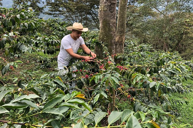 Coffee Farm and Salento Walking Tour - The farm visit begins with the coffee plant
