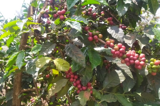 Coffee Farm Half-Day Tour in Kenya - Key points to know before you book