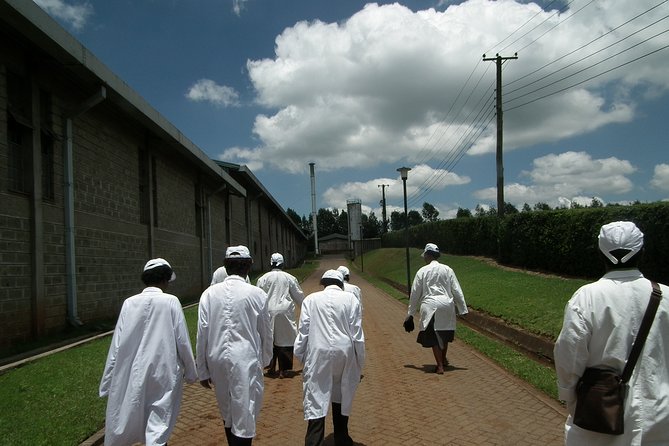Coffee Farm Half-Day Tour in Kenya - Leaving Nairobi for Fairview Coffee Estate