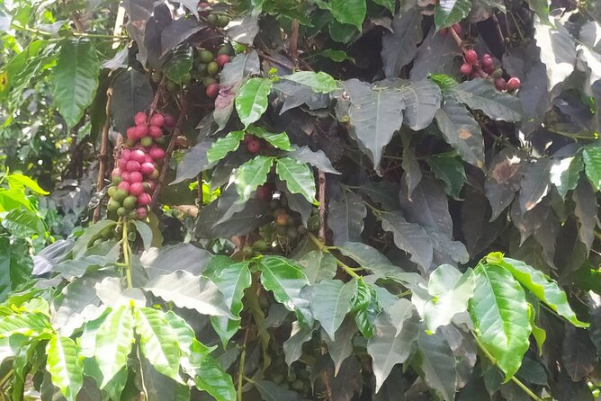 Coffee Farm Half-Day Tour in Kenya - Price, extra charges, and real value