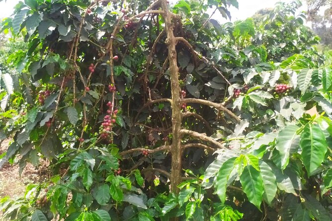 Coffee Farm Half-Day Tour in Kenya - A closer look at coffee farming in Kenya