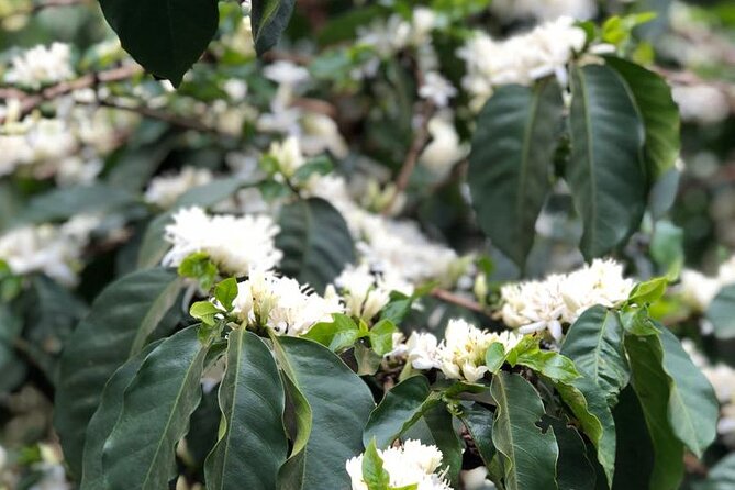 Coffee farm tour, coffee roasting and tasting experience - From coffee fruit to processed beans