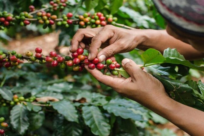 Coffee Farm Tour (Fairview) - Key points to know before you go