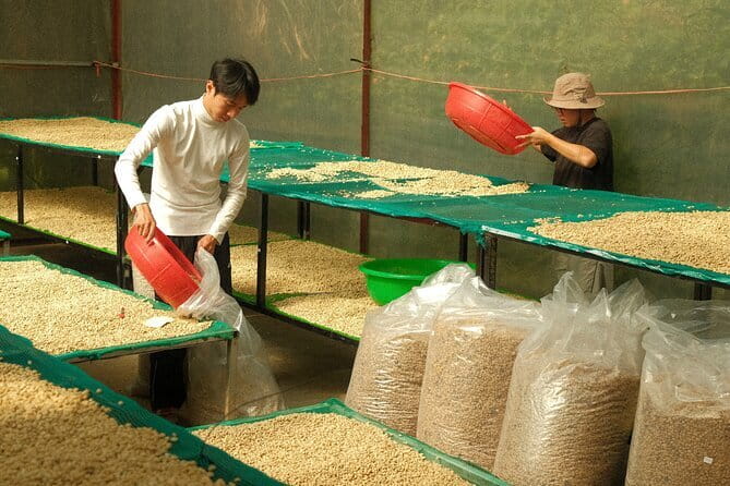 Coffee Farm Tour with Roasting & Tasting Workshop - Da Lat - Who will enjoy this coffee workshop most