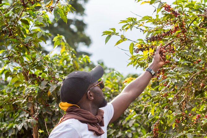 Coffee Farm Village & Factory Half Day Tour with Pick-Up - Why coffee makes a good Nairobi side trip