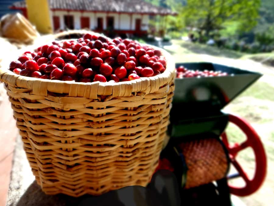 Coffee Tour Salento-Ocaso Farm- English Tour - Is $14 good value for a coffee tour?