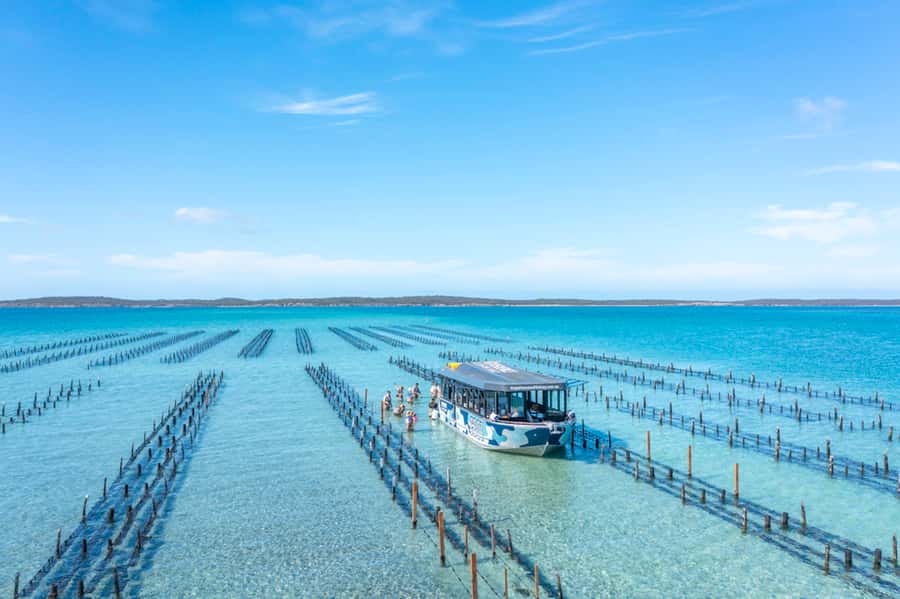 Coffin Bay: Oyster Farm Boat Tour with Wading & 12 Oysters - Key Things to Know Before You Go