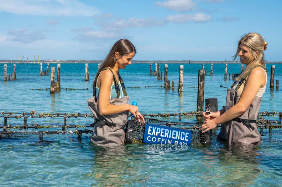 Coffin Bay: Oyster Farm Boat Tour with Wading & 12 Oysters - Who Will Enjoy This Most?