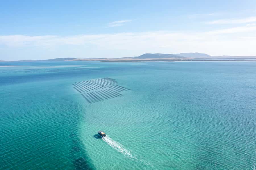 Coffin Bay: Oyster Farm Boat Tour with Wading & 12 Oysters - What to Bring for the Water