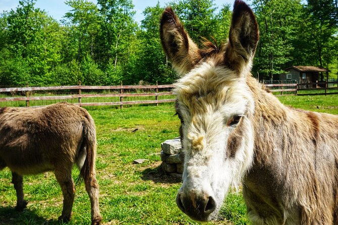 Connect with Rescue Animals on a Private Farm Tour in Catskills - Key points at a glance