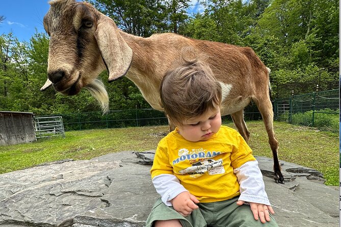 Connect with Rescue Animals on a Private Farm Tour in Catskills - A private hour instead of a crowded group visit