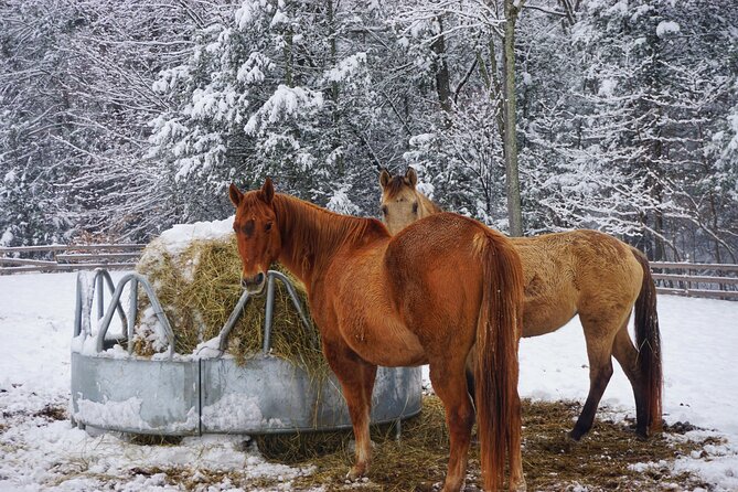 Connect with Rescue Animals on a Private Farm Tour in Catskills - Horses, miniature donkeys, and goats up close