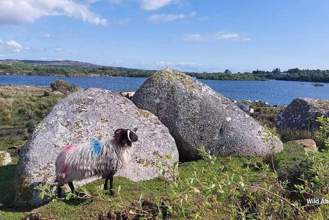 Connemara Sheep Farm experience & Kylemore Abbey by Lux Limousine - The guide, the vehicle, and the pace