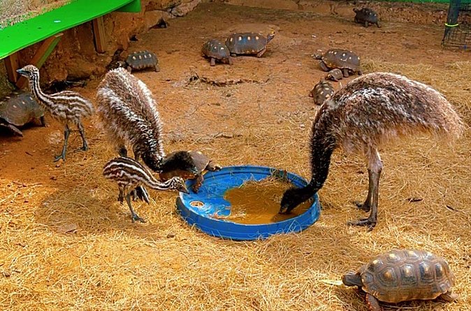Connors Farms Petting Zoo - Stumpy Bay views and the value of the setting